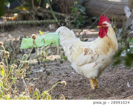 Image of a chicken on nature background.  28991024