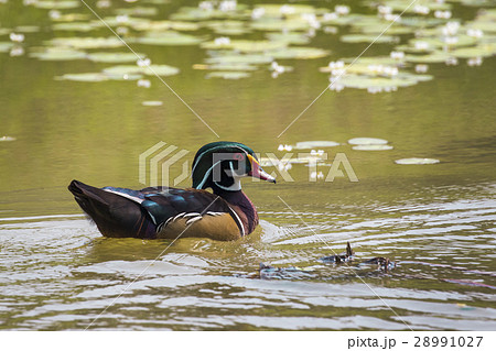 Image of a wood duck on the water. Wild Animals. Image of a wood duck on the water. Wild Animals. 28991027