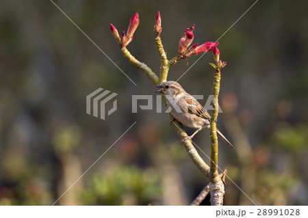 Image of sparrow on nature background. Bird Image of sparrow on nature background. Bird 28991028