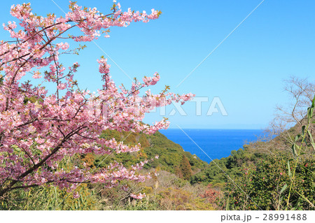 大分県　津久見　四浦半島　河津桜まつりの満開の桜と豊後水道 28991488