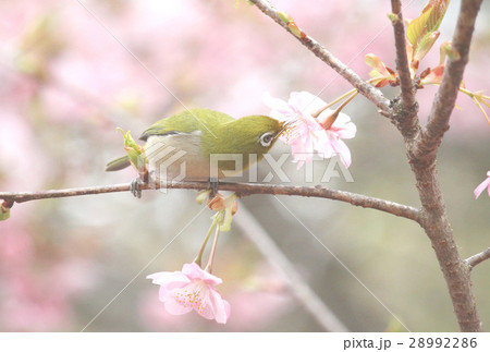 河津桜とメジロ 河津桜とメジロ 28992286