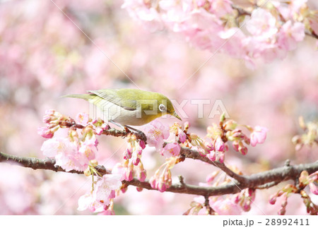 河津桜とメジロ 河津桜とメジロ 28992411