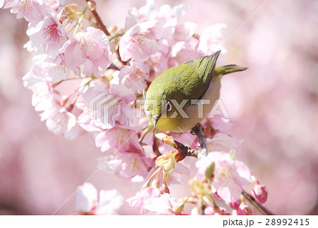 河津桜とメジロ 河津桜とメジロ 28992415