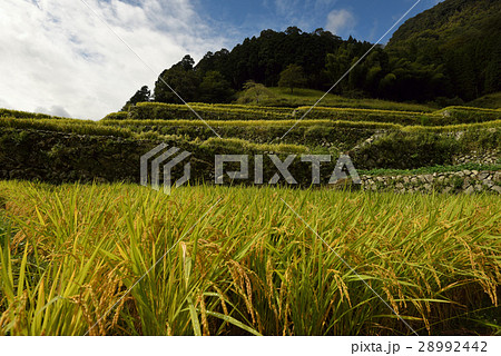 絶景ジャパン　宮崎県日之影　石垣の村　黄金色の稲穂が美しい棚田 28992442