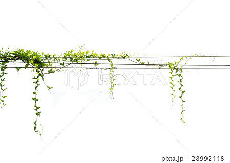 Ivy green with leaf on isolate white background 28992448