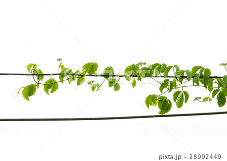 Ivy green with leaf on isolate white background Ivy green with leaf on isolate white background 28992449