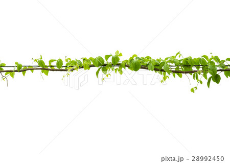 Ivy green with leaf on isolate white background Ivy green with leaf on isolate white background 28992450