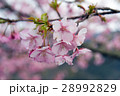河津桜 28992829