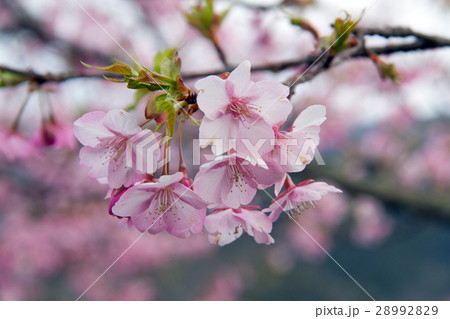 河津桜 28992829