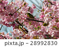 河津桜とメジロ 28992830