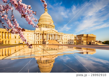 Cherry blossom in Washington DC 28992910