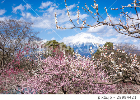 岩本山公園 28994421