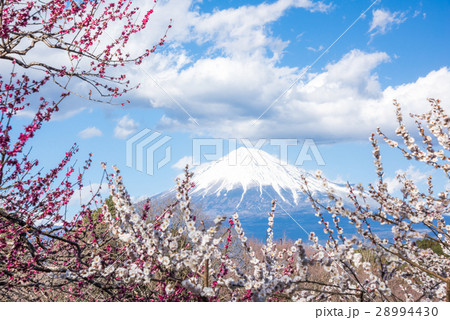 岩本山公園 岩本山公園 28994430