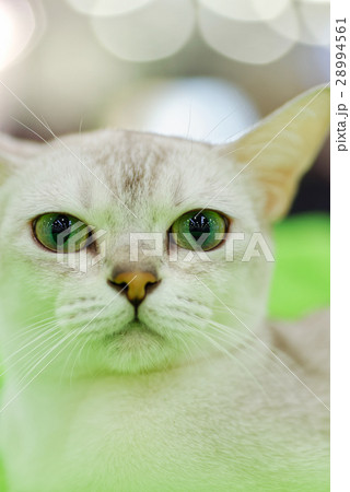 Young Burma cat 28994561