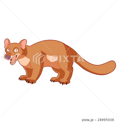 Cartoon smiling fossa 28995036