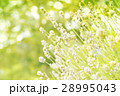 Green bokeh nature background. 28995043
