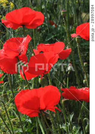 Poppy Flower (Papaver oideae) Poppy Flower (Papaver oideae) 28997084