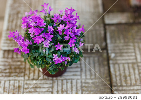 Small purple campanula flowers planted in brown Small purple campanula flowers planted in brown 28998081