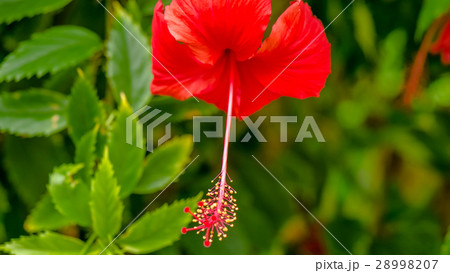 big red hibiscus flower on the green leaves big red hibiscus flower on the green leaves 28998207