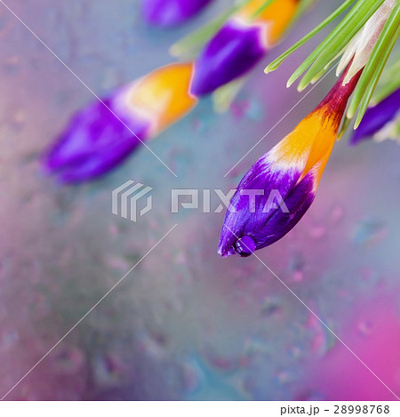 Elegant flowers of Crocus behind wet window with 28998768