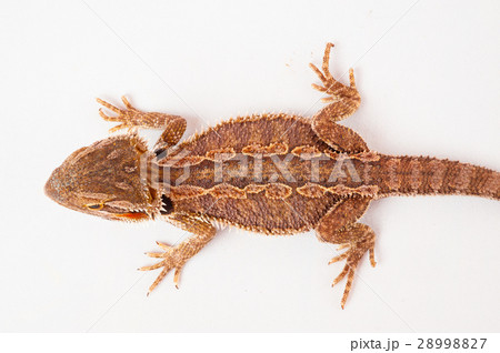 one agama bearded on the white background 28998827