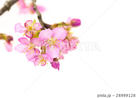 早咲きの桜　河津桜 28999128