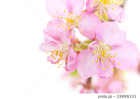 早咲きの桜　河津桜 28999131