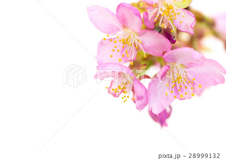 早咲きの桜　河津桜 28999132