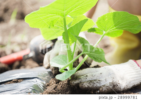 家庭菜園に野菜の苗を植える(かぼちゃ) 家庭菜園に野菜の苗を植える(かぼちゃ) 28999781