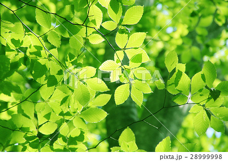 新緑の葉 ブナ の写真素材