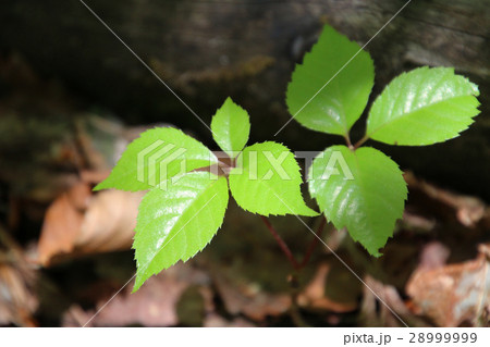 新緑の葉（ブナ） 28999999