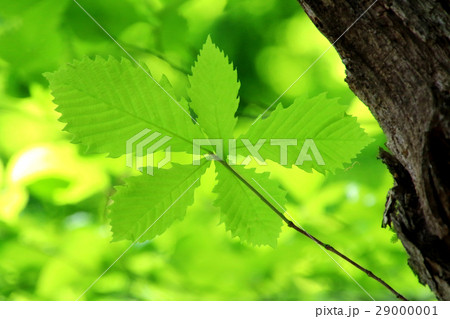 新緑の葉 新緑の葉 29000001