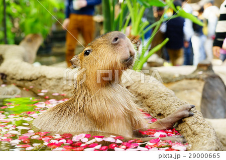 カピバラ露天風呂　神戸どうぶつ王国 29000665