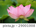 古代蓮の花 29001008