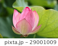 古代蓮の花 29001009