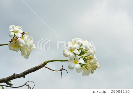 プルメリア（和名：インドソケイ） 29001110