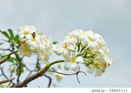 プルメリア（和名：インドソケイ） 29001111