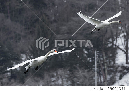 降り立つコブハクチョウ 降り立つコブハクチョウ 29001331