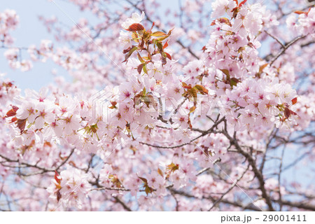 桜(ハイキー) 桜(ハイキー) 29001411