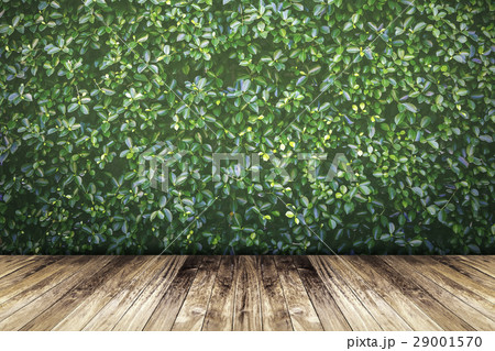 Green leaves wall and old wood floor Green leaves wall and old wood floor 29001570