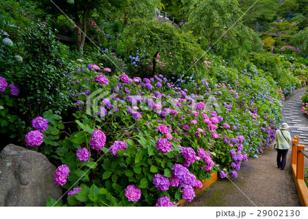 善峯寺の紫陽花 29002130