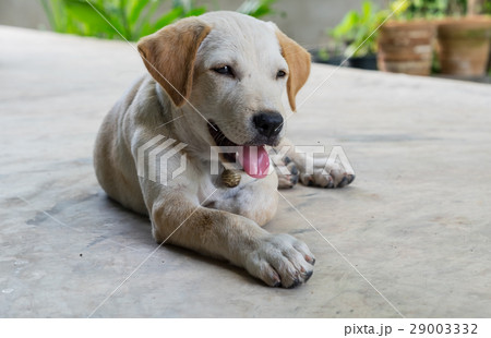 Puppy dog  29003332