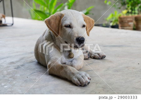 Puppy dog  29003333