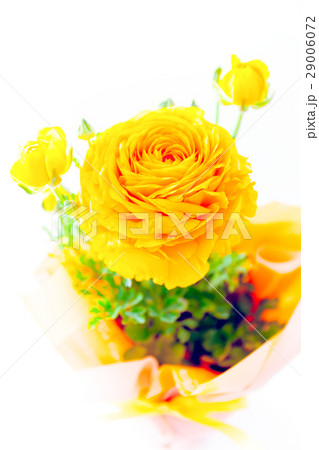 ラナンキュラス、ハナキンポウゲ、フラワーギフト ラナンキュラス、ハナキンポウゲ、フラワーギフト 29006072