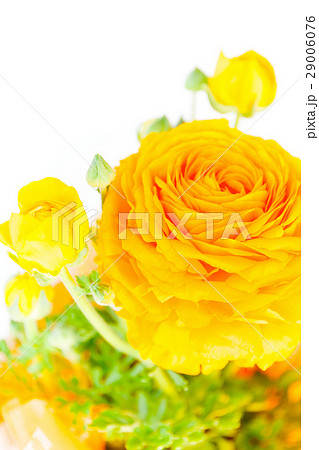ラナンキュラス、ハナキンポウゲ、フラワーギフト ラナンキュラス、ハナキンポウゲ、フラワーギフト 29006076