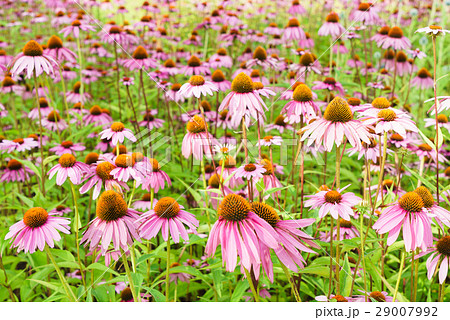 一面に咲くピンクのエキナセア 29007992
