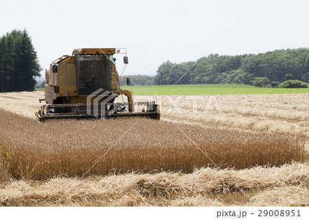 小麦畑 小麦畑 29008951