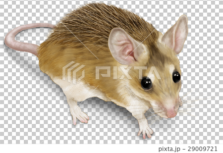 Toge-maus illustrations Toge-maus illustrations 29009721