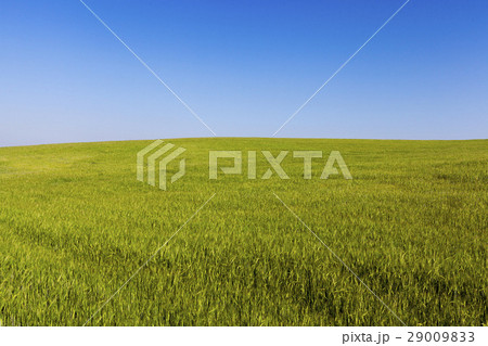Field with cereal 29009833