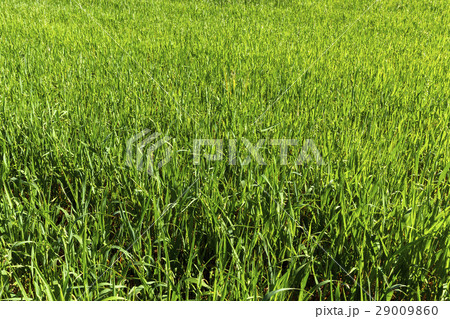 Field with cereal 29009860